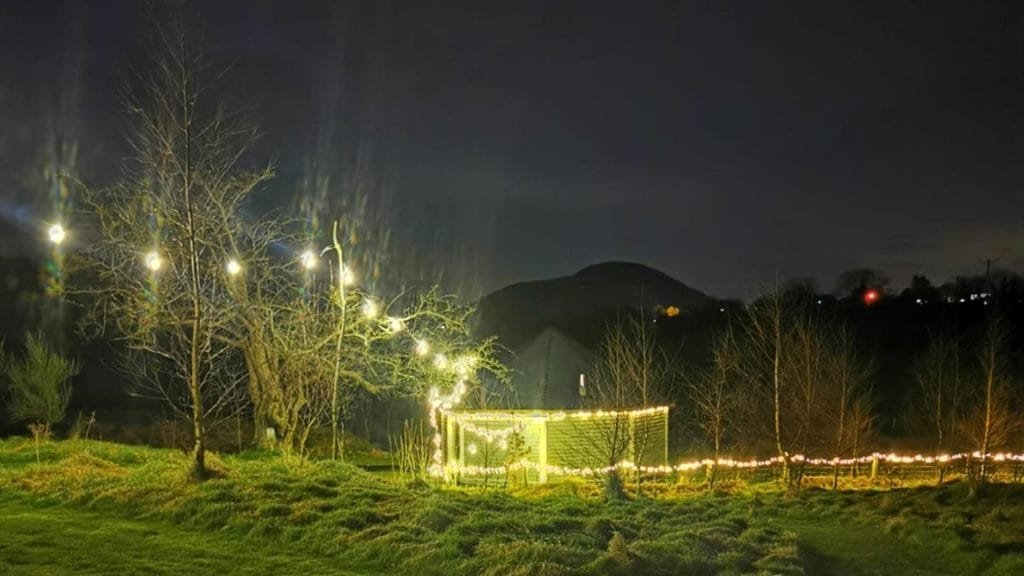 bluebell lane at night